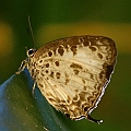 Arhopala wildei (Small Oakblue) found in Freshwater<br />Canon EOS 7D + EF70-200 F4L IS +EF1.4xII 